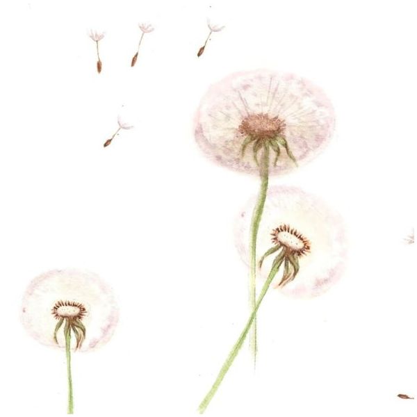 Papier peint Pissenlits