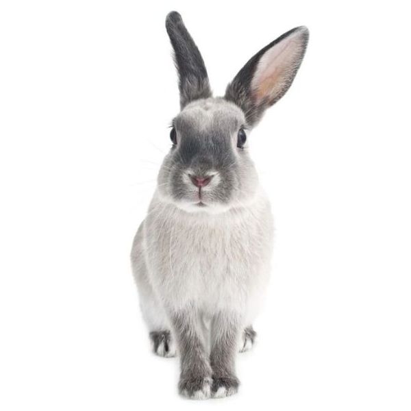 Wallstickers - Harry the Rabbit