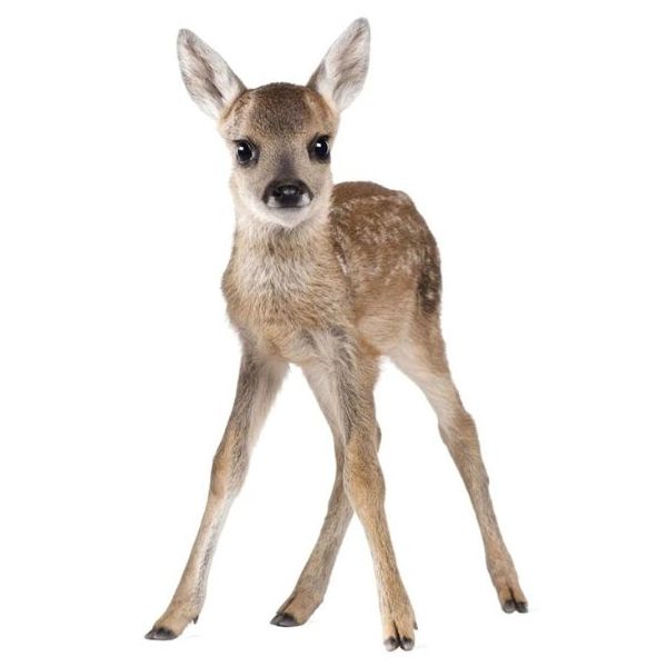 Wallstickers - Lucy My Deer