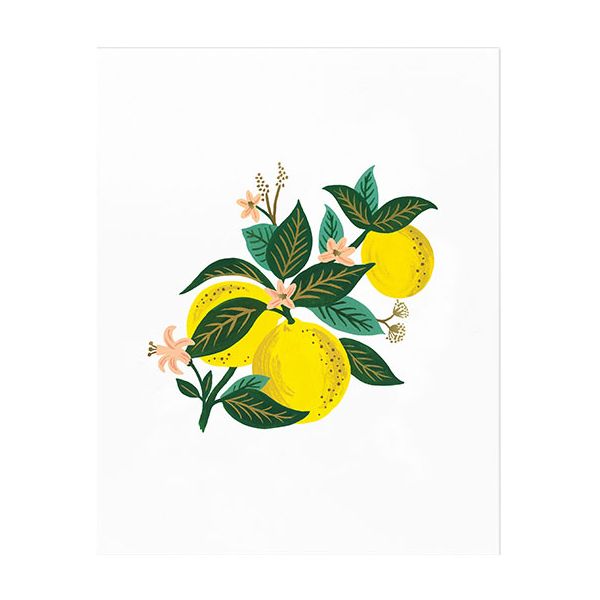 Affiche 40 x 50 cm - Lemon Blossom