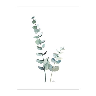 Affiche Feuille d'Eucalyptus (30 x 40 cm)